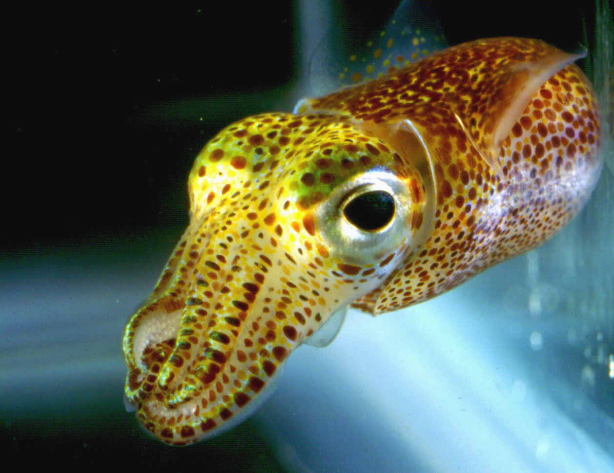 Bobtail Squid clipart #5, Download drawings