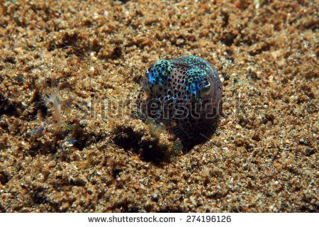 Bobtail Squid clipart #13, Download drawings