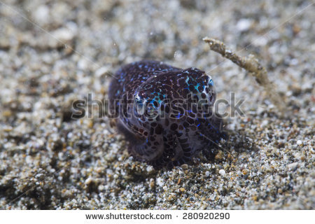 Bobtail Squid clipart #2, Download drawings