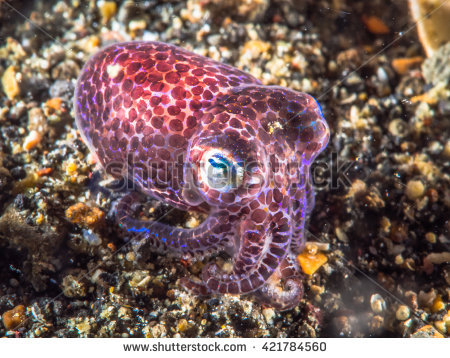 Bobtail Squid clipart #14, Download drawings