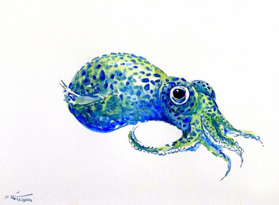 Bobtail Squid clipart #16, Download drawings