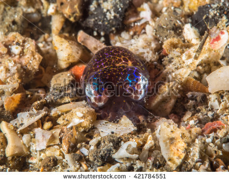 Bobtail Squid clipart #6, Download drawings