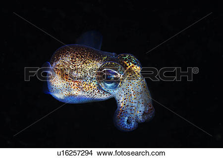 Bobtail Squid clipart #6, Download drawings