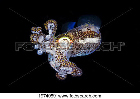 Bobtail Squid clipart #2, Download drawings
