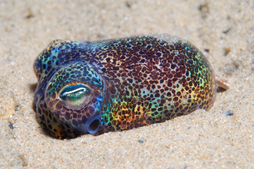 Bobtail Squid coloring #10, Download drawings