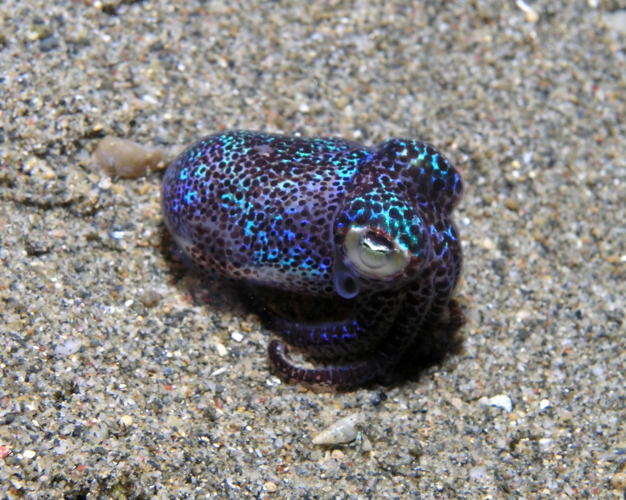 Bobtail Squid coloring #1, Download drawings