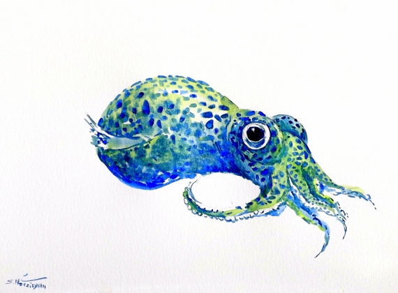 Bobtail Squid coloring #18, Download drawings