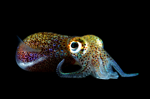 Bobtail Squid coloring #14, Download drawings