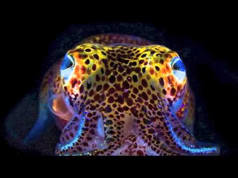 Bobtail Squid coloring #17, Download drawings