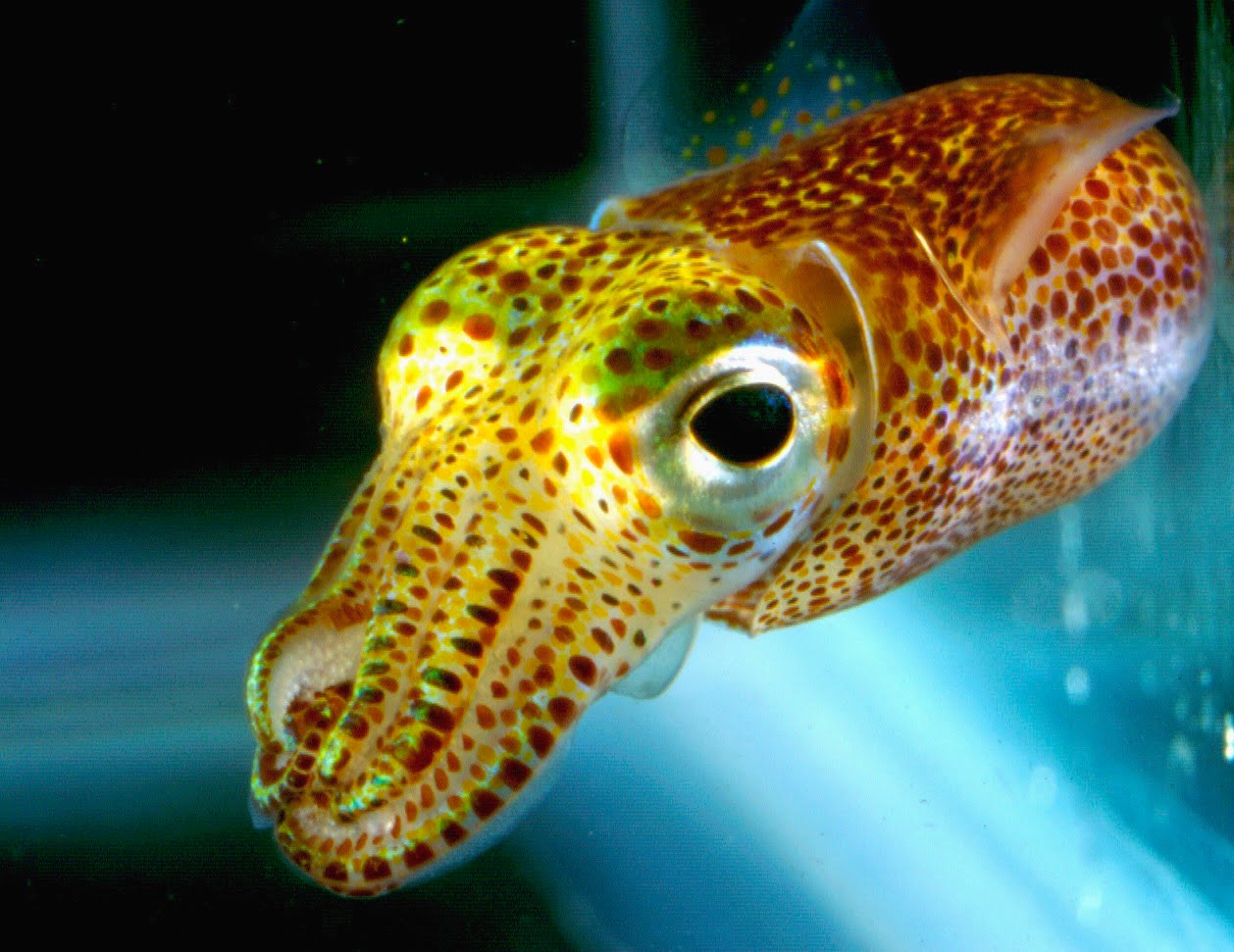 Bobtail Squid svg #20, Download drawings