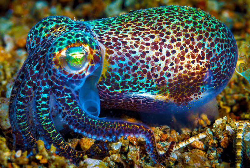 Bobtail Squid svg #16, Download drawings
