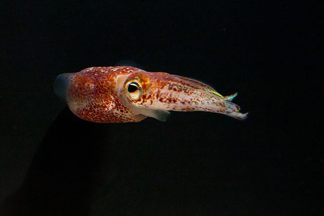 Bobtail Squid svg #18, Download drawings