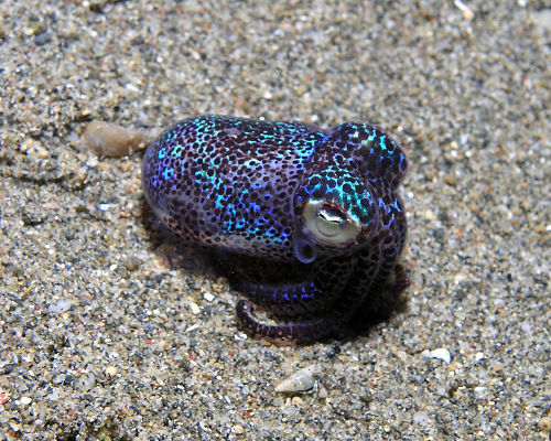 Bobtail Squid svg #14, Download drawings