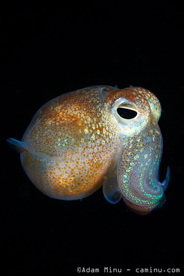 Bobtail Squid svg #7, Download drawings