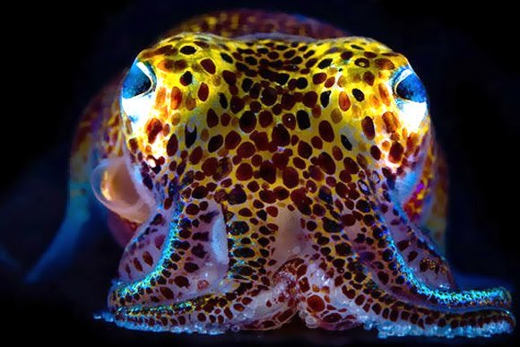 Bobtail Squid svg #8, Download drawings