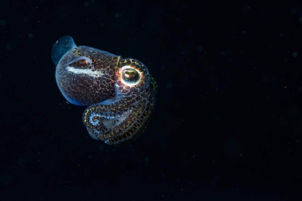 Bobtail Squid svg #4, Download drawings