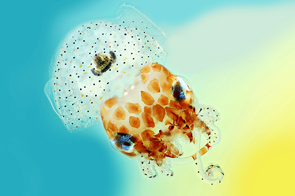 Bobtail Squid svg #6, Download drawings