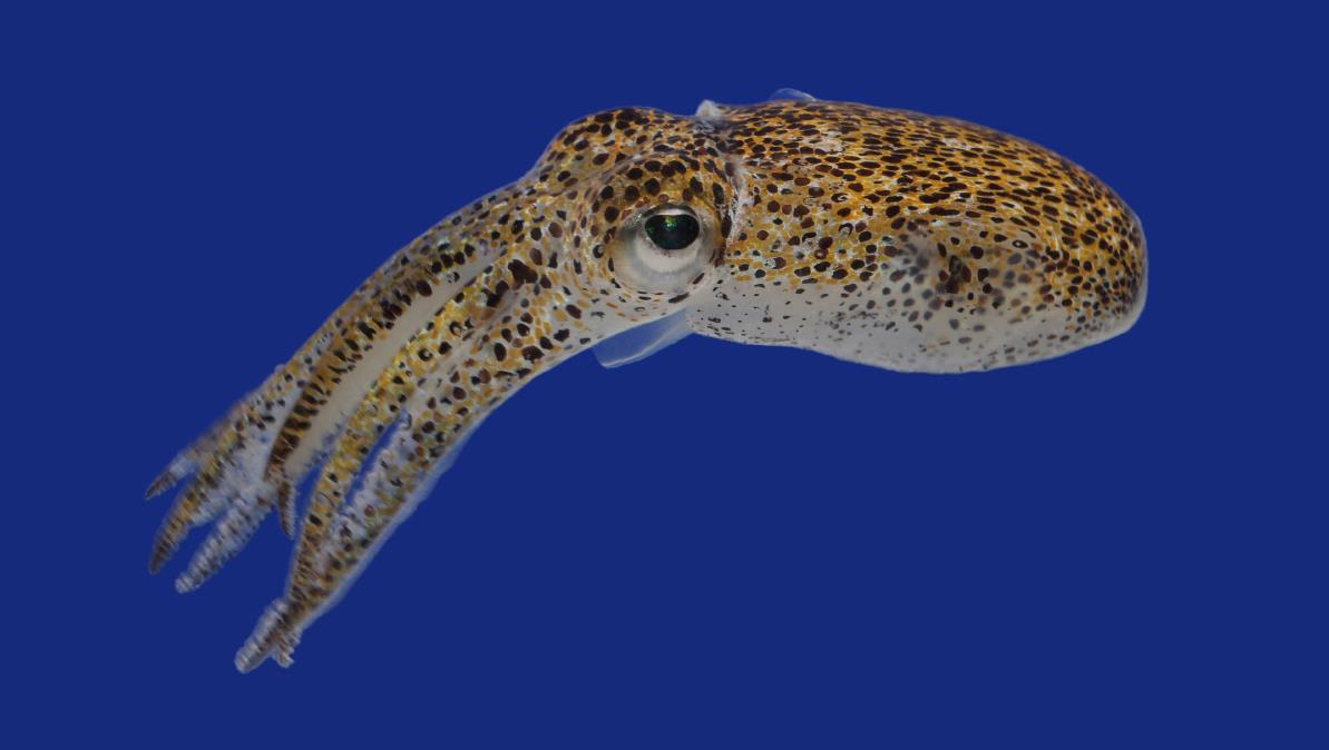 Bobtail Squid svg #13, Download drawings