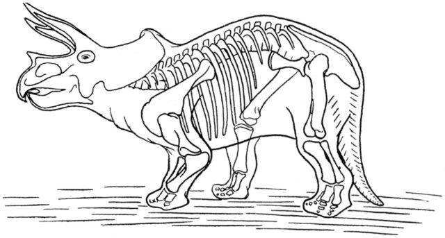 Fossil coloring #14, Download drawings