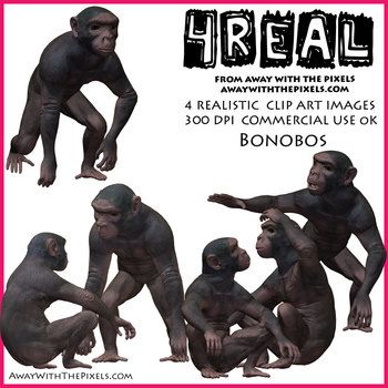 Bonobo clipart #3, Download drawings
