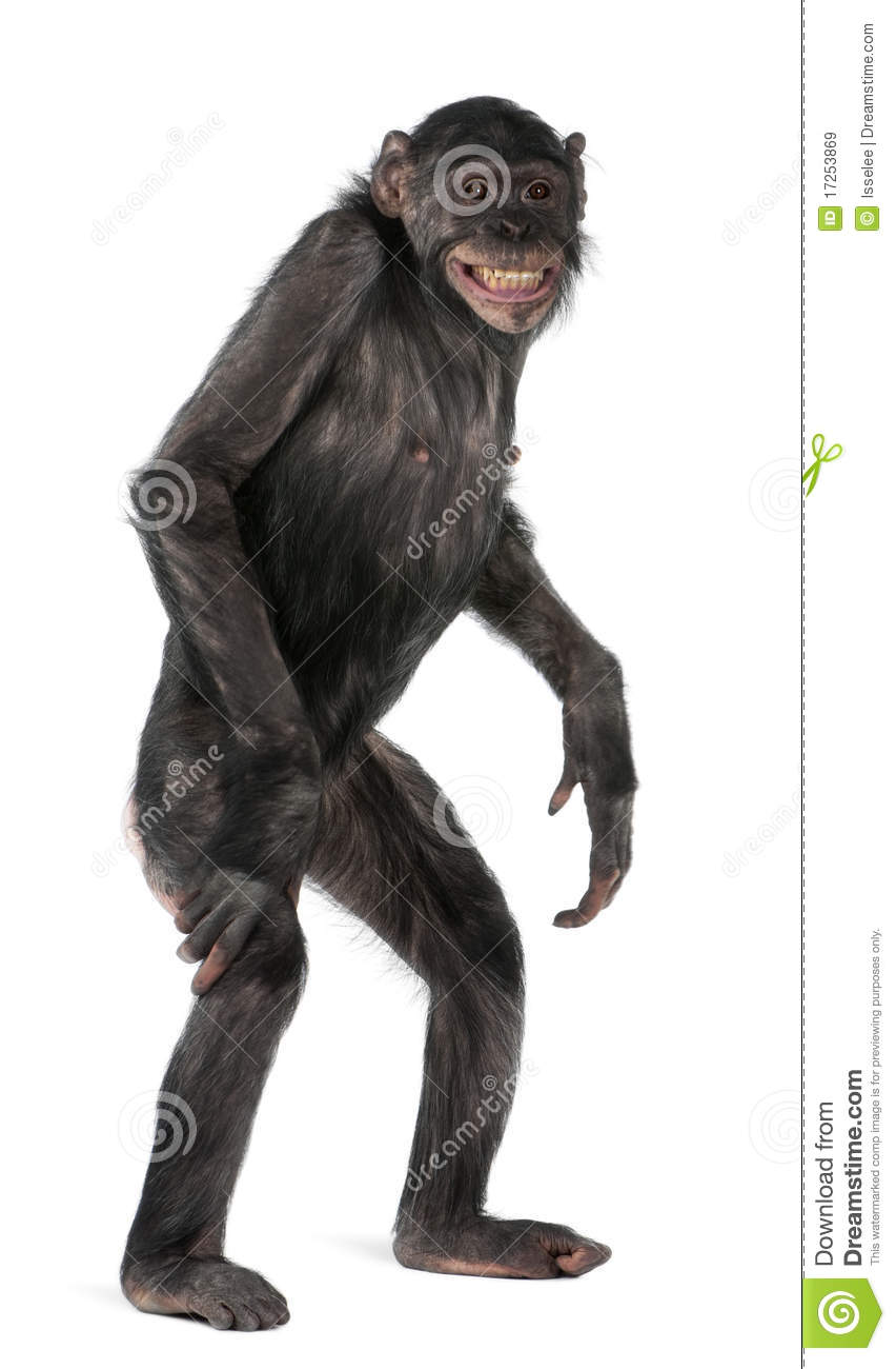 Bonobo clipart #15, Download drawings
