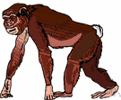 Bonobo clipart #14, Download drawings