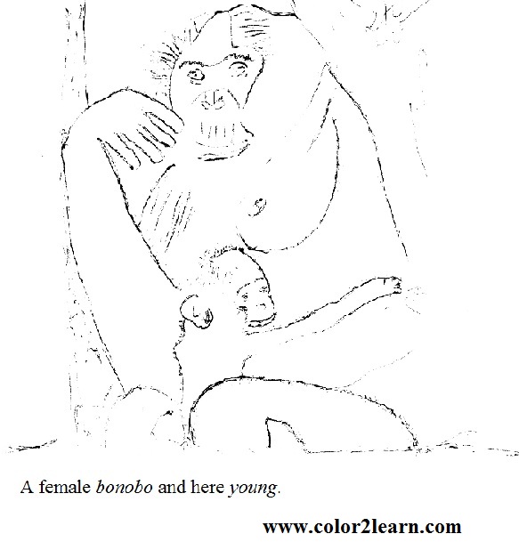 Bonobo coloring #15, Download drawings