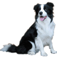 Border Collie clipart #5, Download drawings