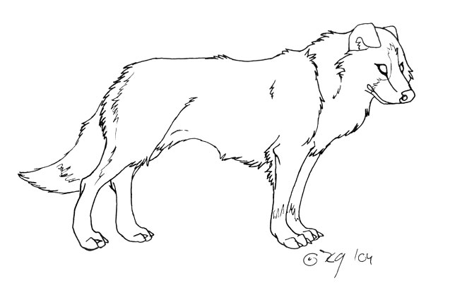 Border Collie coloring #3, Download drawings
