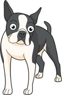 Boston Terrier clipart #16, Download drawings