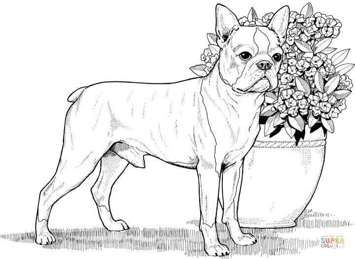 Terrier coloring #16, Download drawings