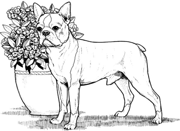 Boston Terrier coloring #9, Download drawings
