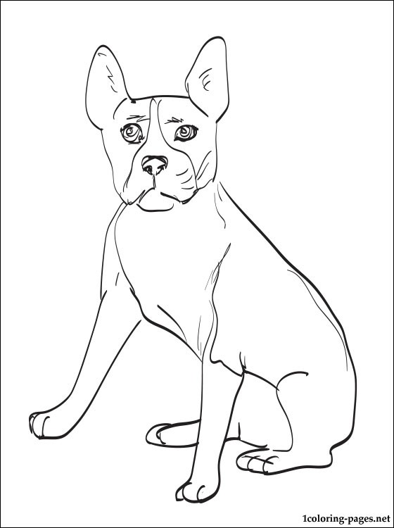 Boston Terrier coloring #6, Download drawings