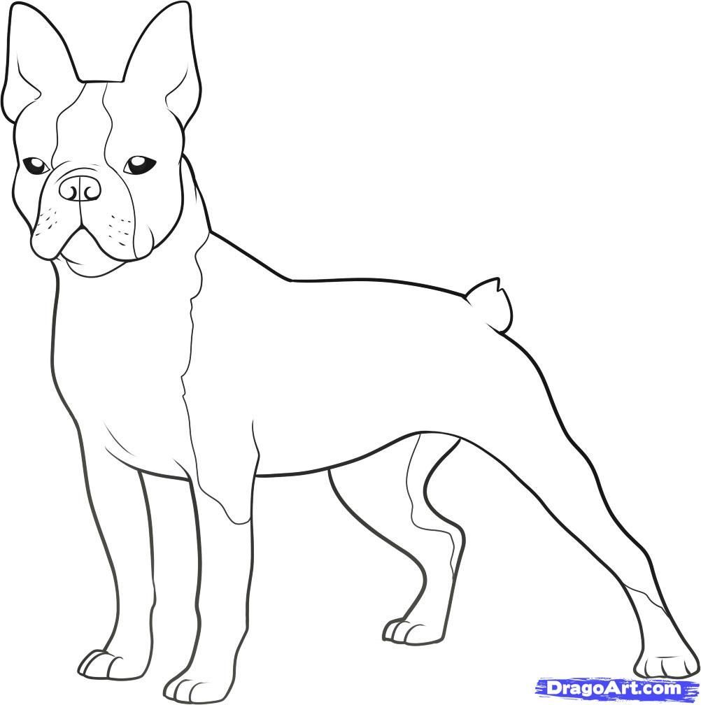 Boston Terrier coloring #13, Download drawings