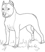 Boston Terrier coloring #1, Download drawings