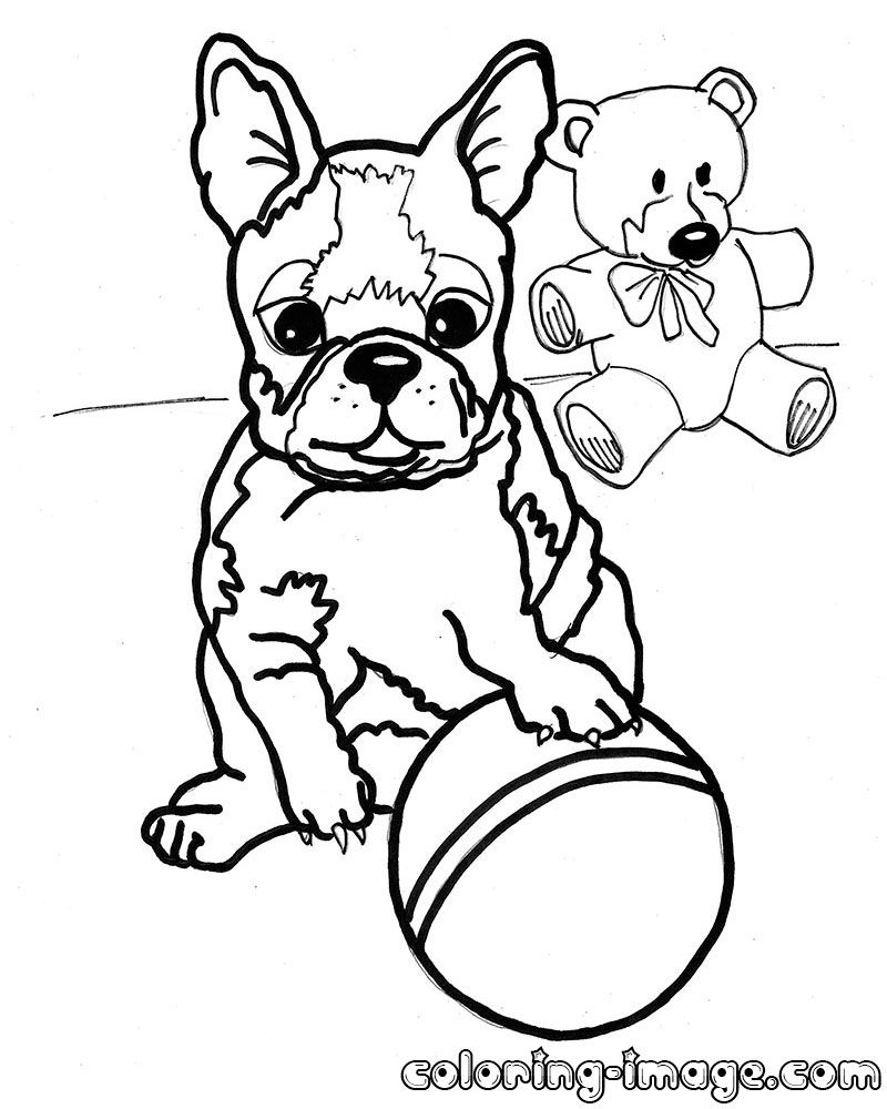 Boston Terrier coloring #7, Download drawings
