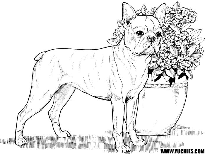 Boston Terrier coloring #2, Download drawings