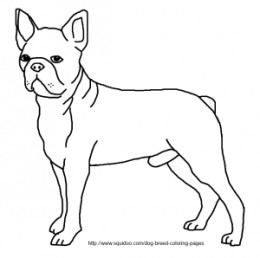 Boston Terrier coloring #15, Download drawings