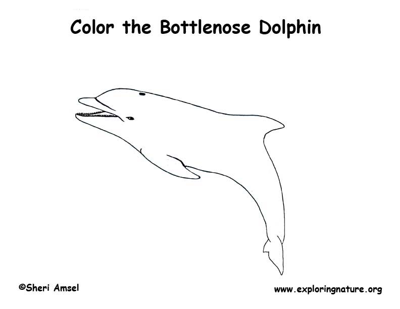Bottlenose coloring #19, Download drawings