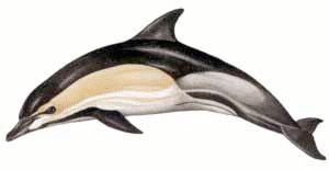 Bottlenose Dolphin clipart #20, Download drawings