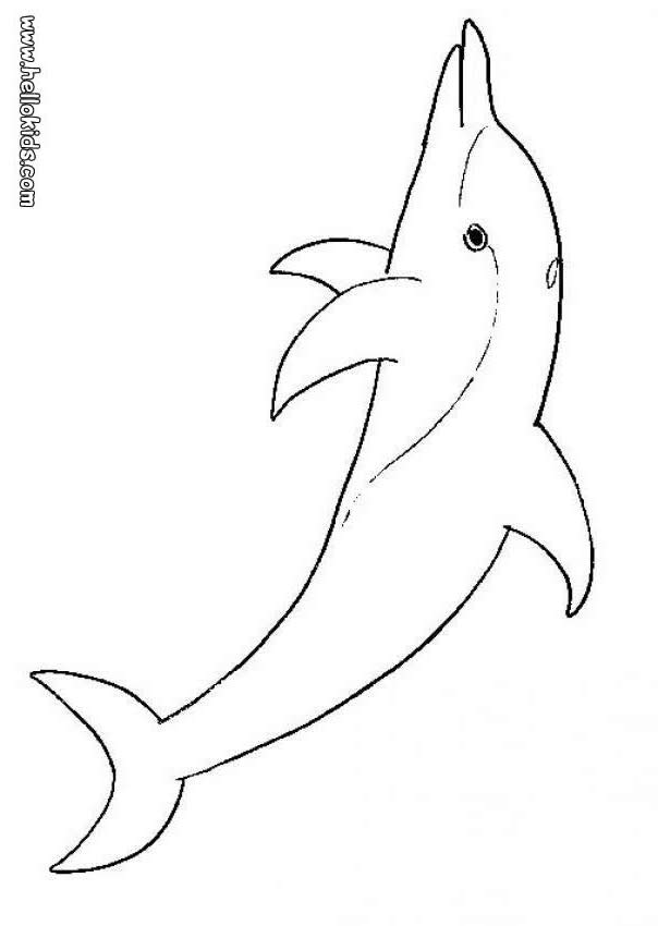 Bottlenose Dolphin coloring #7, Download drawings