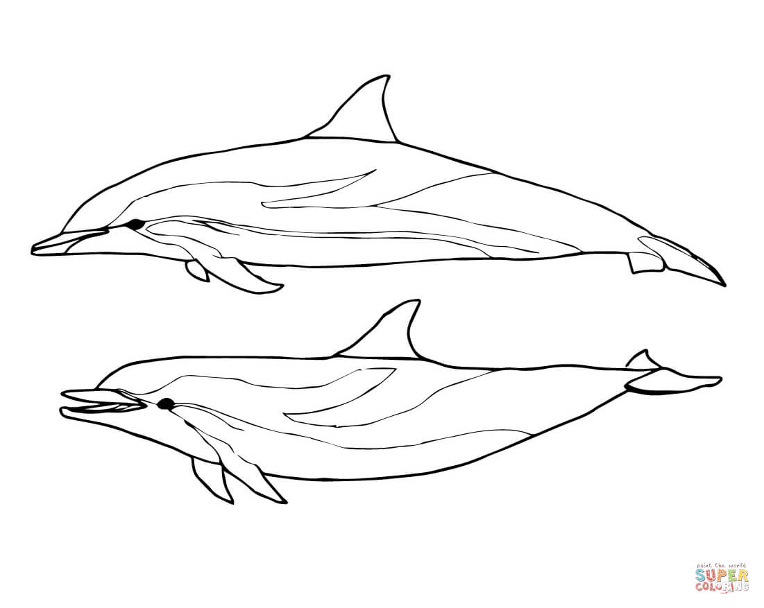 Bottlenose Dolphin coloring #6, Download drawings