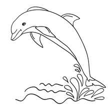 Bottlenose Dolphin coloring #9, Download drawings