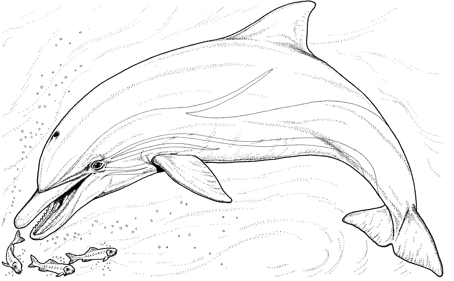 Bottlenose Dolphin coloring #5, Download drawings