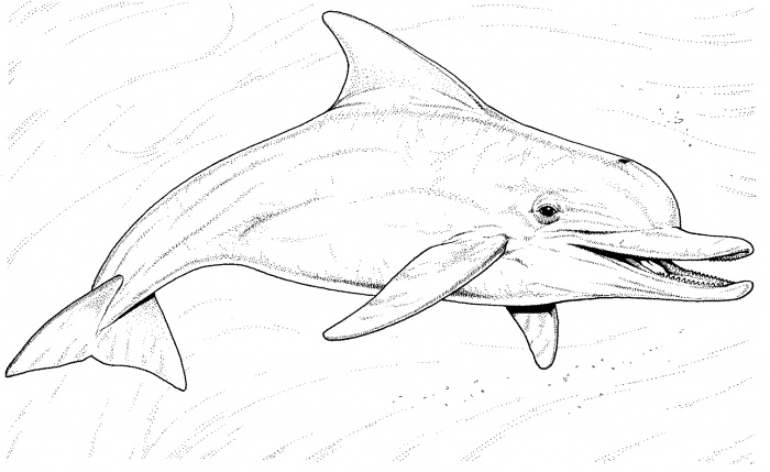 Bottlenose Dolphin coloring #16, Download drawings