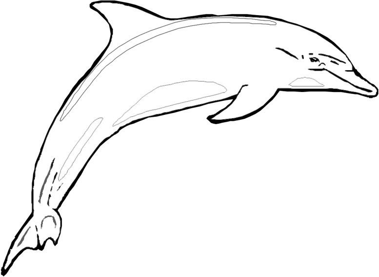 Bottlenose Dolphin coloring #18, Download drawings