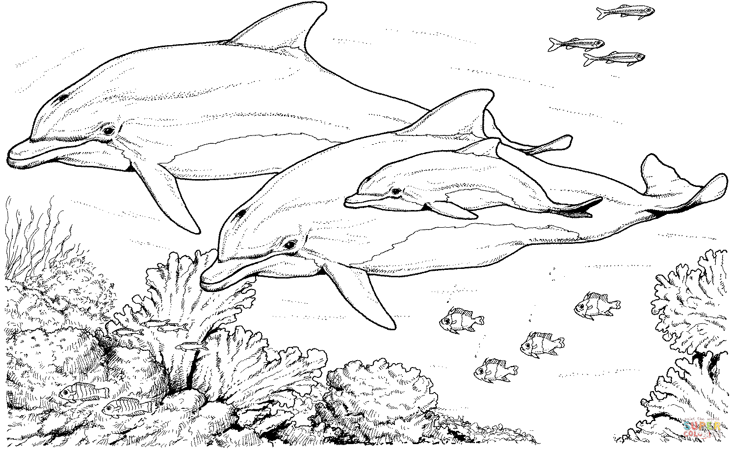 Bottlenose Dolphin coloring #8, Download drawings