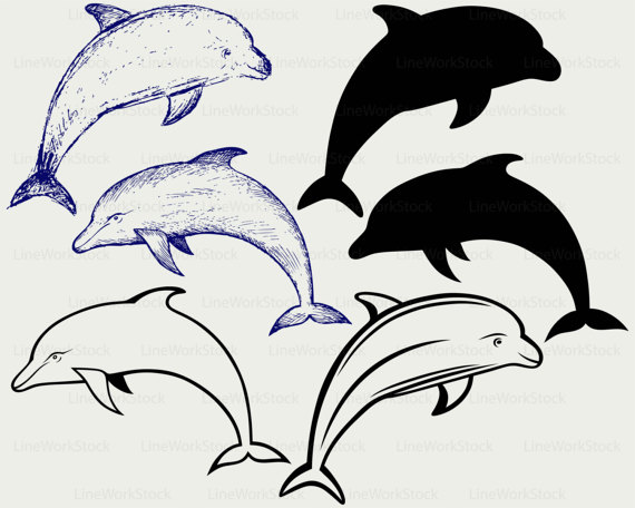 Bottlenose Dolphin svg #9, Download drawings
