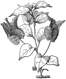 Bougainvillea clipart #1, Download drawings