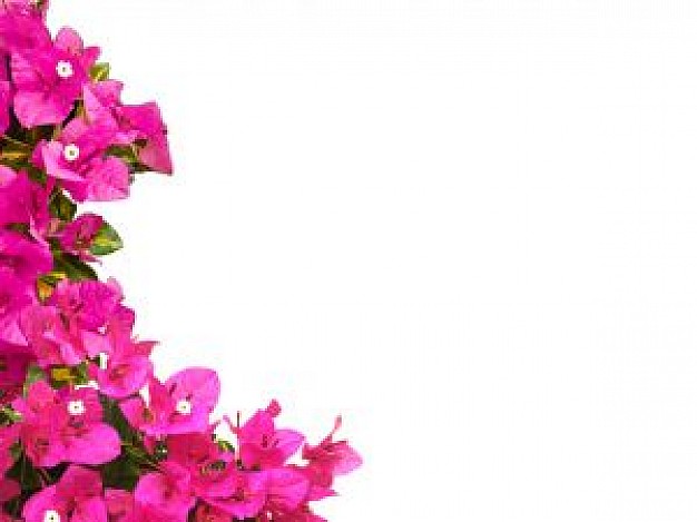 Bougainvillea clipart #2, Download drawings